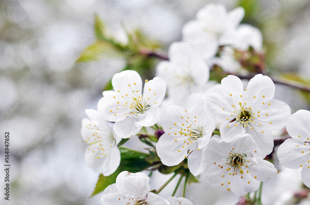 Fisrt spring cherry blossom flowers in the garden