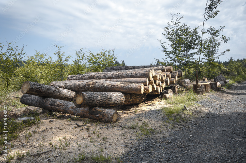 Wooden logs in the forest after the deforestation Wooden logs in the forest after the deforestation