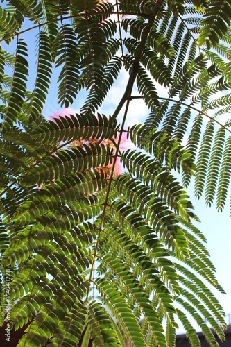 Tree branches and sky