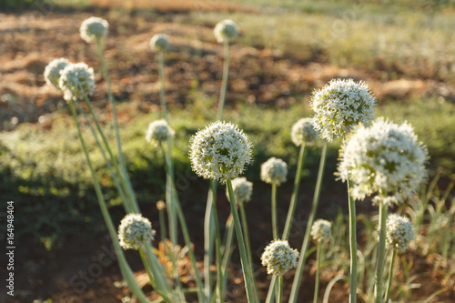 The blooming summer onions at sunrise
