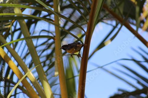 oiseau sucrier