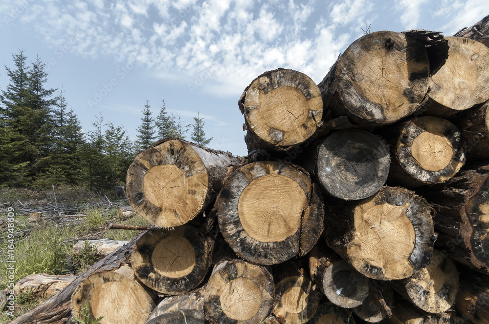 Wooden logs in the forest after the deforestation Wooden logs in the forest after the deforestation