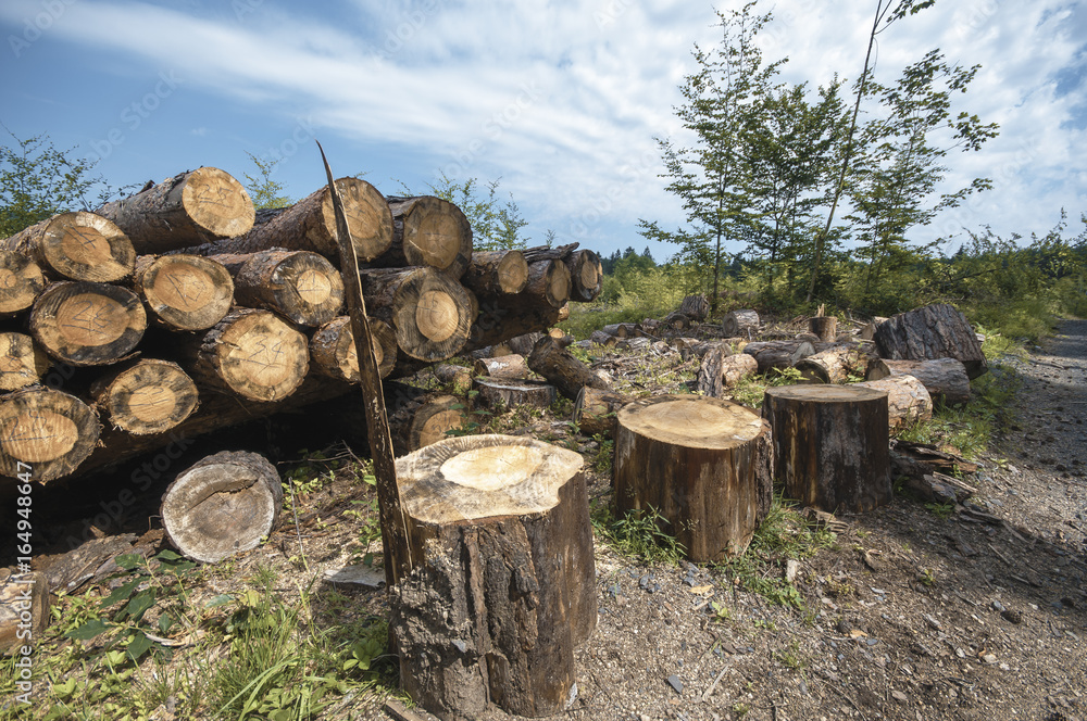 Wooden logs in the forest after the deforestation Wooden logs in the forest after the deforestation