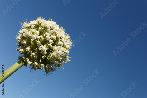 The blooming summer onions on the blue sky