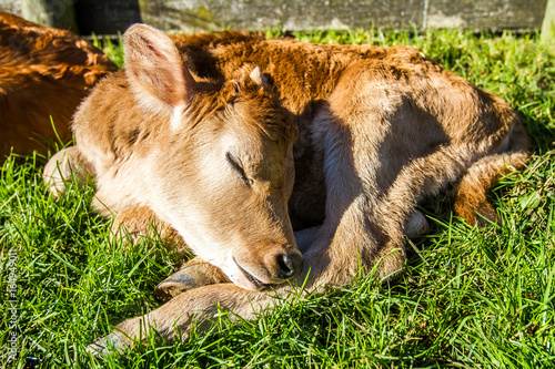 young cute calves, baby cow on farm © Alena Yakusheva