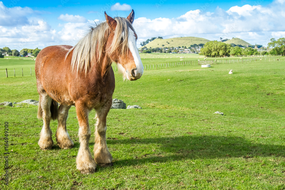 beautiful scotland horse on farm, green grass field and blue sky background