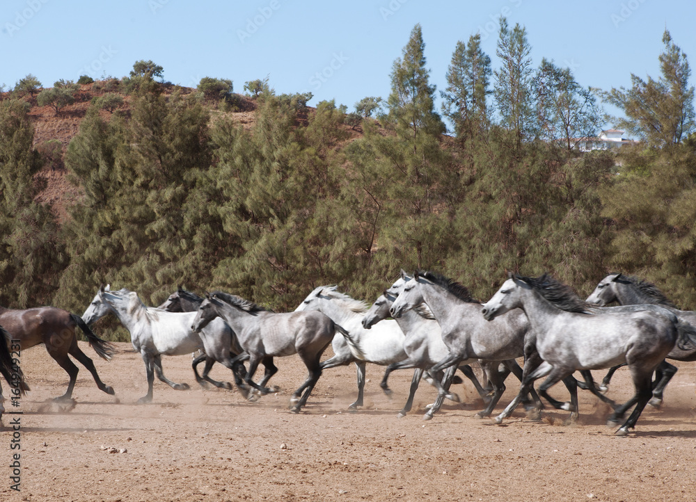 Naklejka premium gallop young andalusia