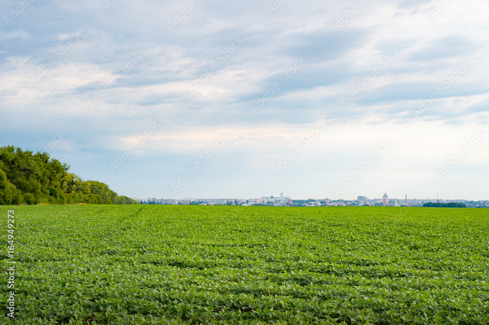 Field of young soybean with city and blue sky on the background.