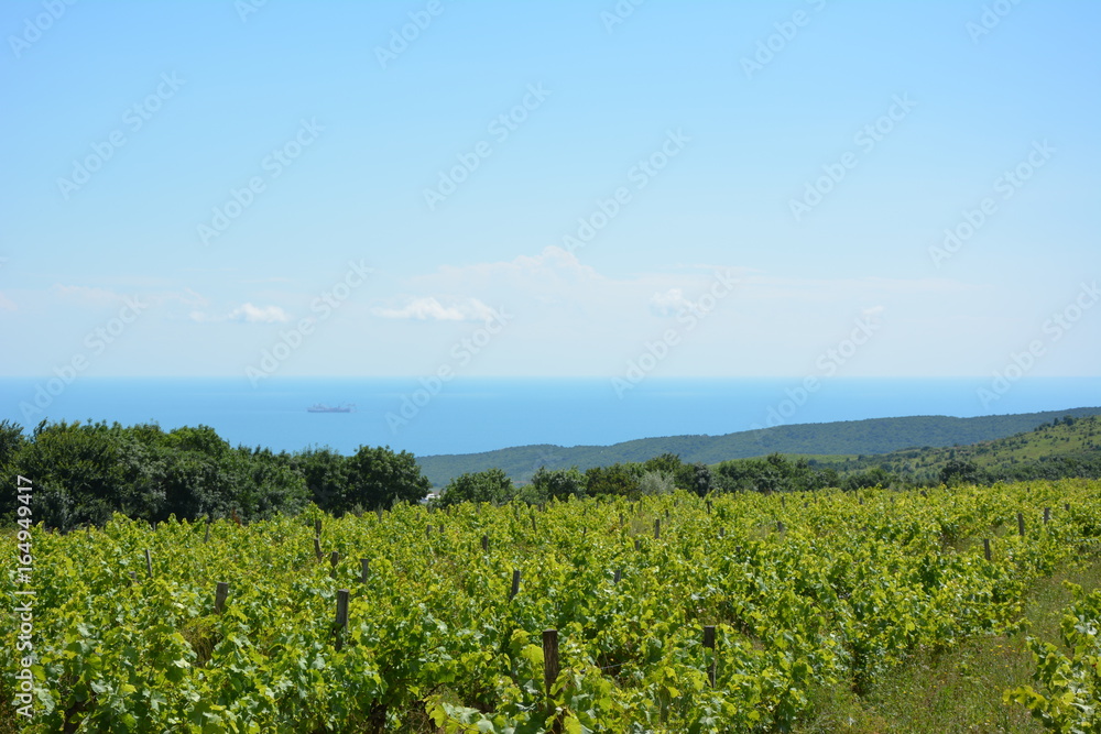 Vineyards by the sea Vineyards by the sea