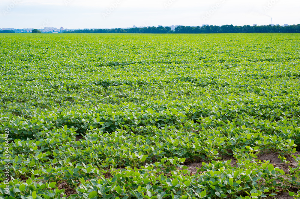 Agricultural landscape of ripening soybean field
