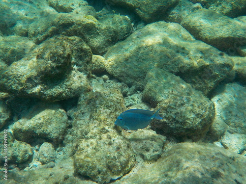 Poisson perroquet