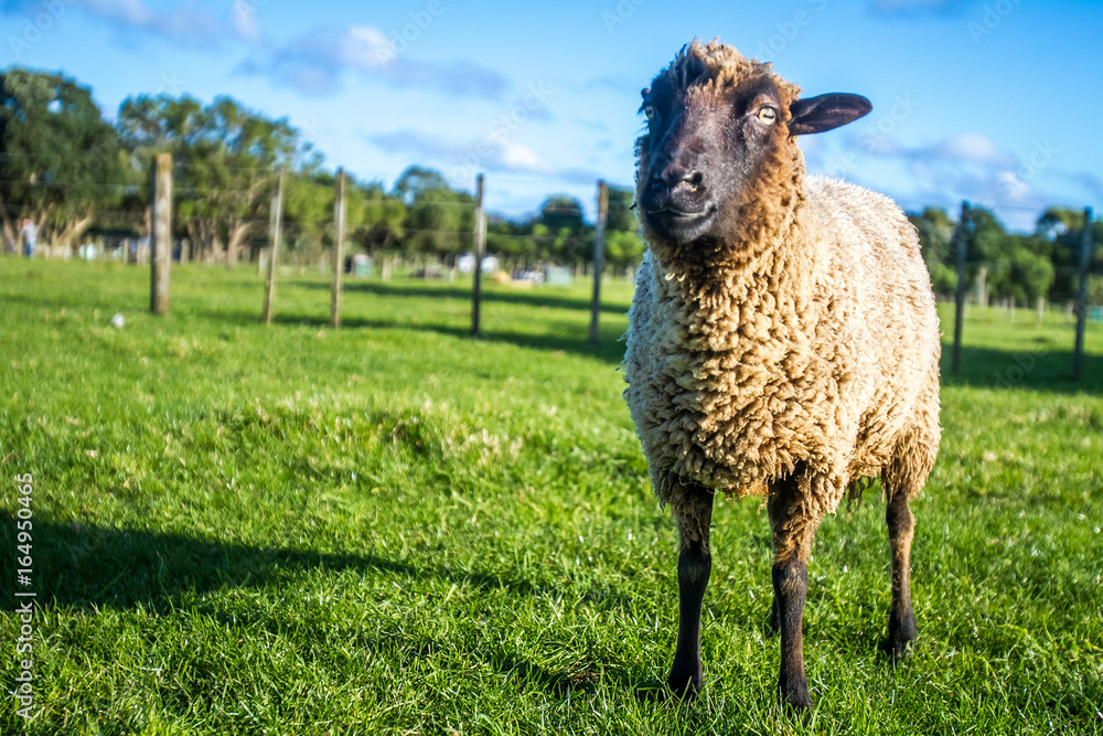 Obraz premium sheep on a farm, green grass background