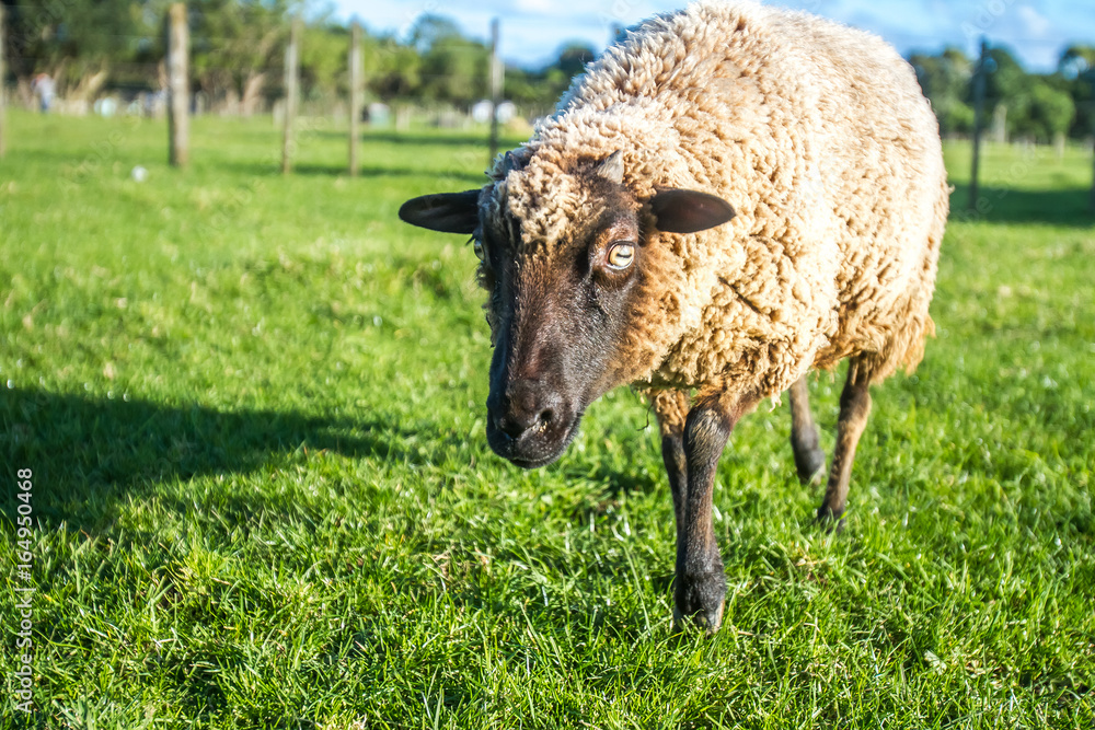 Fototapeta premium sheep on a farm, green grass background