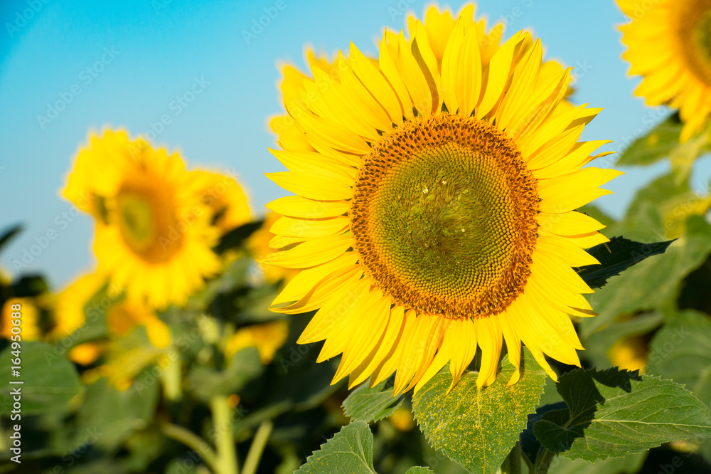 Obraz premium Blooming sunflower on agricultural background. Isolated focus. Close-up