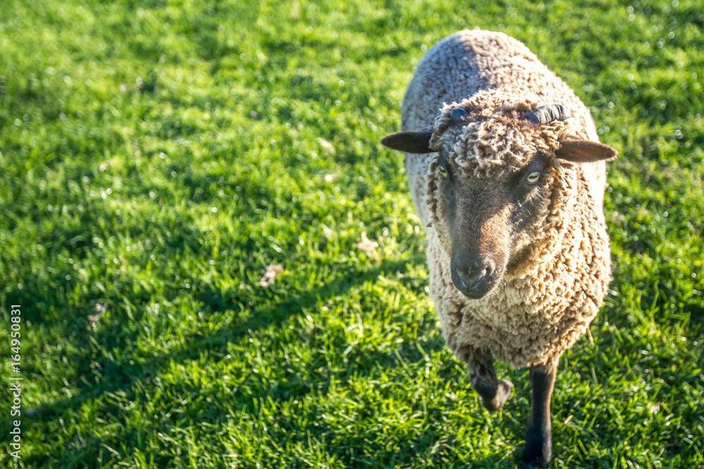 sheep on a farm, green grass background sheep on a farm, green grass background