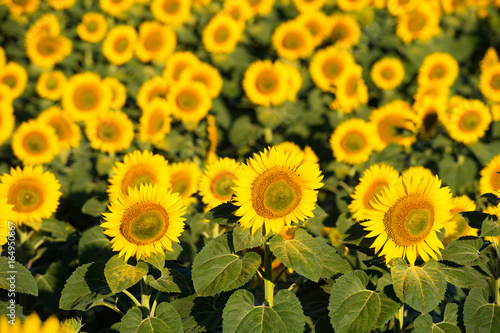 Fototapeta Naklejka Na Ścianę i Meble -  Blooming sunflowers with pollen on leaves. Isolated focus.