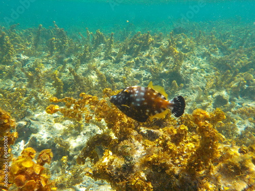 Poisson coffre