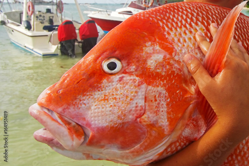 A large red snapper in the hands of a young fisherman