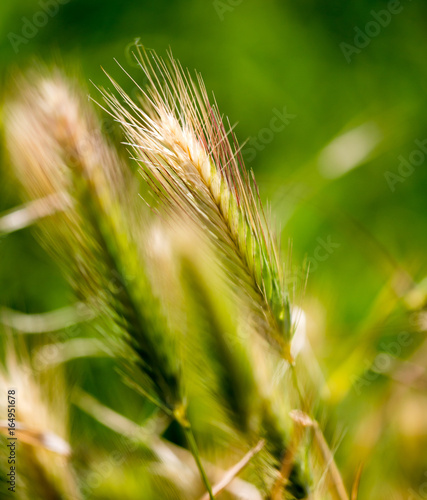 Ears of corn on green grass in nature