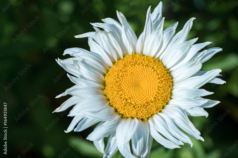 Fototapeta premium White chamomile flower on natural background. Close up