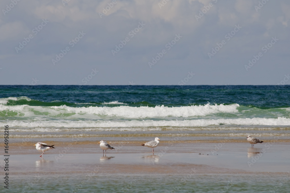 stehende Möwen am Sandstrand der Nordseeküste an einem Tag mit stärkerem Wellengang und leicht wolkigem Himmel