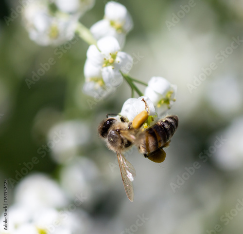 Bee on small white flowers in nature