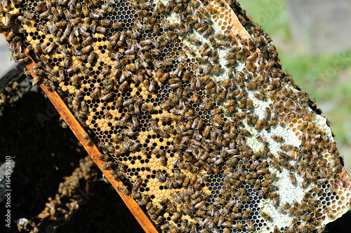  a frame with honey honeycomb