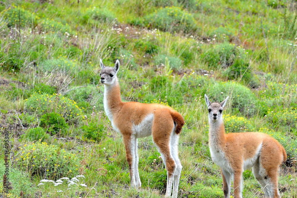 Obraz premium Couple of Young Guanacos in the Patagonia Fields.