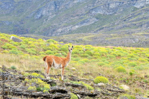 Guanaco Looking back in the patagonia Fields