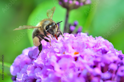 Irish Honey Bee Pollinating on Purple Flower Close Up
