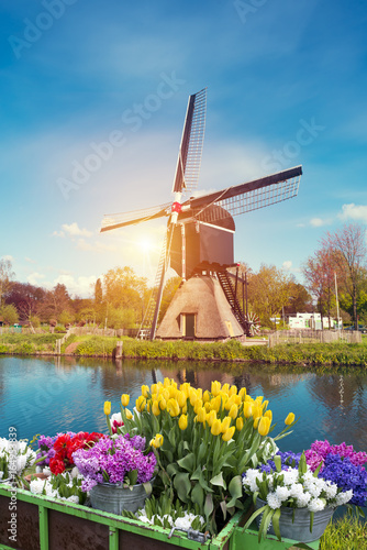Landscape with tulips, traditional dutch windmills and houses near the canal in Zaanse Schans, Netherlands, Europe © kishivan