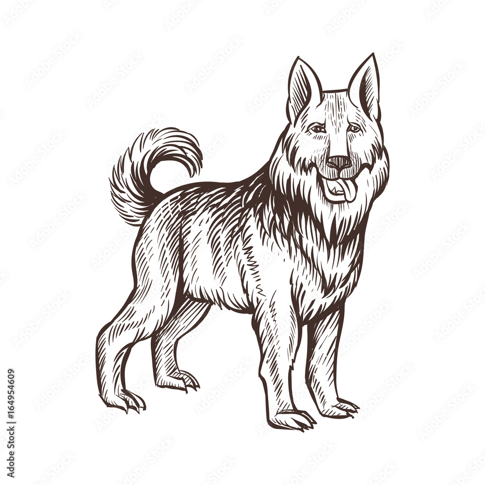 Guard dog farm animal sketch, isolated dog on the white background. Vintage style. Vector illustration.