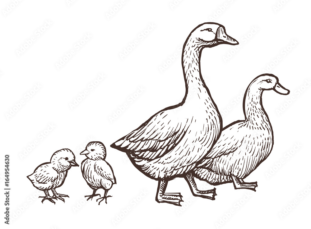 Goose and Duck farm animals sketch. Hand drawn birds family with two chickens kids near mom and father. Vector illustration Goose and Duck farm animals sketch. Hand drawn birds family with two chickens kids near mom and father. Vector illustration