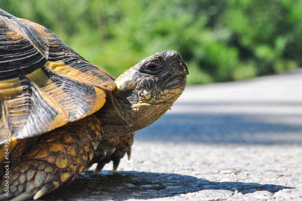 Obraz premium Hermann's tortoise (Testudo hermanni) on the middle of the road. Turtle crossing asphalt road