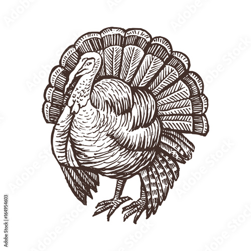 Turkey farm animal sketch, isolated turkey bird on the white background. Vintage style. Vector illustration.