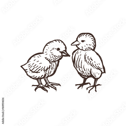 Two cute chickens isolated on white. Handdrawn chicks sketched birds. Vector illustration.