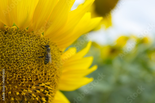 bee on sunflower photo