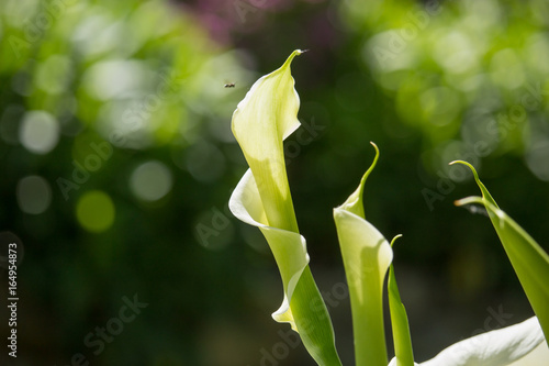 Zantedeschia Flower photo