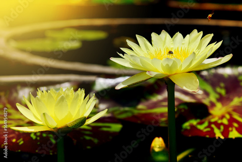 Beautiful lotus blooming in pond with bee