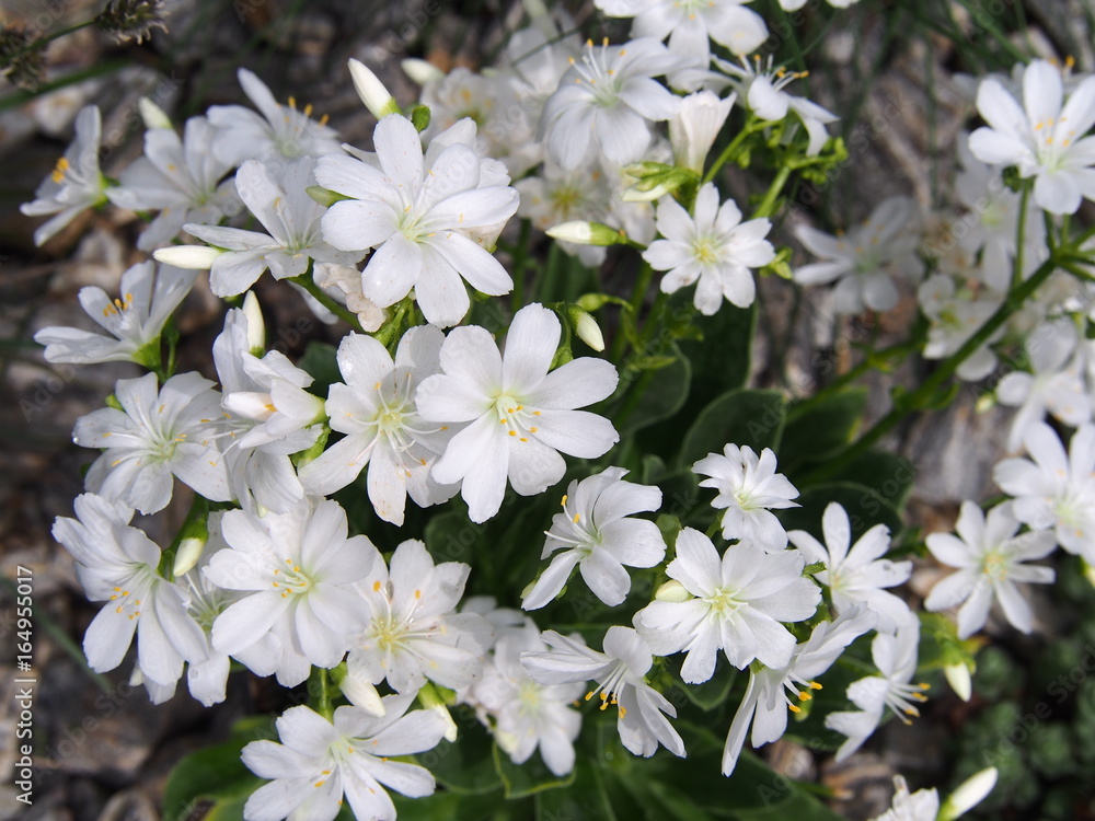 Naklejka premium Lewisia cotyledon - Siskiyou lewisia - cliff maids backlit 