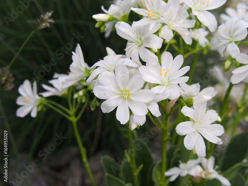 Lewisia cotyledon - Siskiyou lewisia - cliff maids backlit 