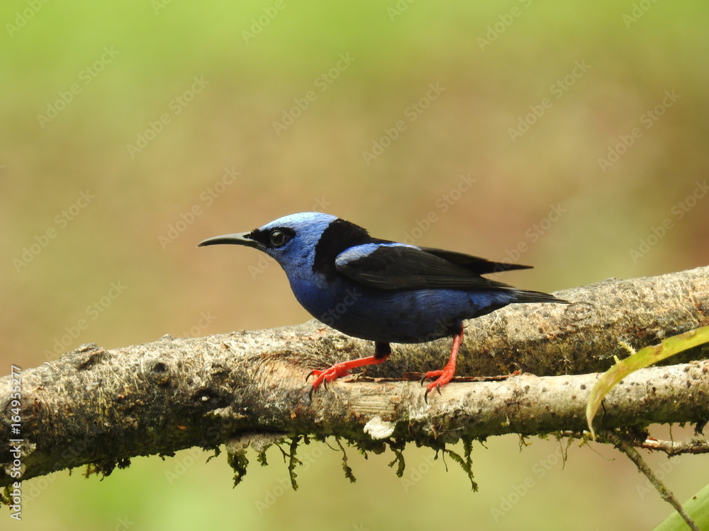 Obraz premium Honeycreeper
