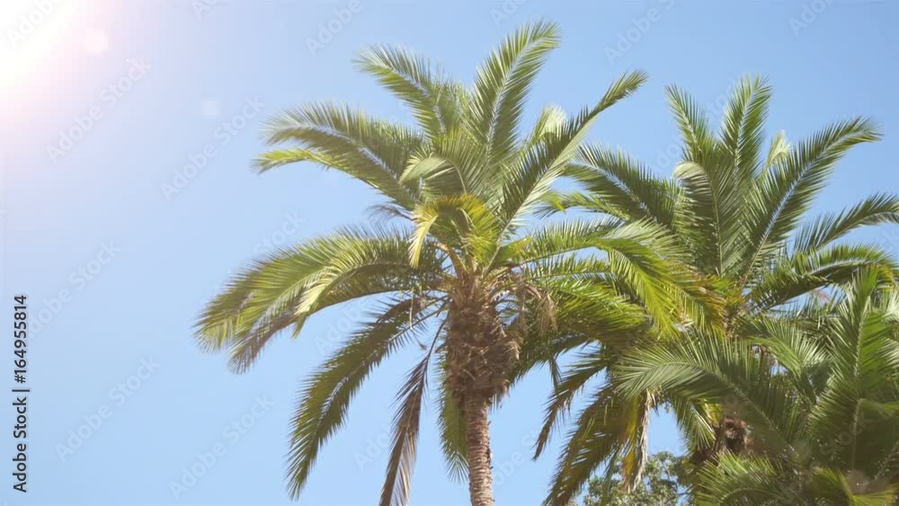 High quality video of palm tree on the blue sky in 4K High quality video of palm tree on the blue sky in 4K