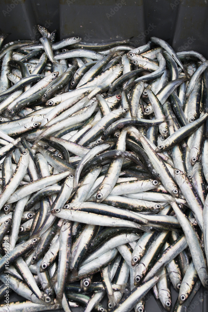 Fresh and raw sprats, just caught from the sea. Close-up view of a heap of fresh sprats. Pile of small fishes after catching