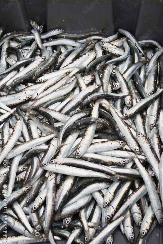 Fresh and raw sprats, just caught from the sea. Close-up view of a heap of fresh sprats. Pile of small fishes after catching Fresh and raw sprats, just caught from the sea. Close-up view of a heap of fresh sprats. Pile of small fishes after catching