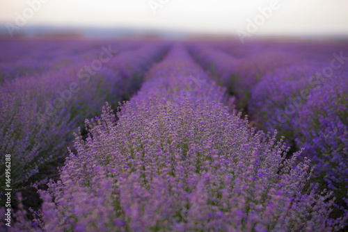 Lavender Fields. Rows Of Lavender Plants Blossoming