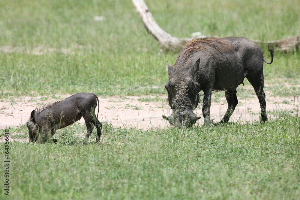 Fototapeta premium wild warthog pig dangerous mammal africa savannah Kenya