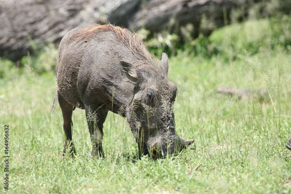 wild warthog pig dangerous mammal africa savannah Kenya wild warthog pig dangerous mammal africa savannah Kenya