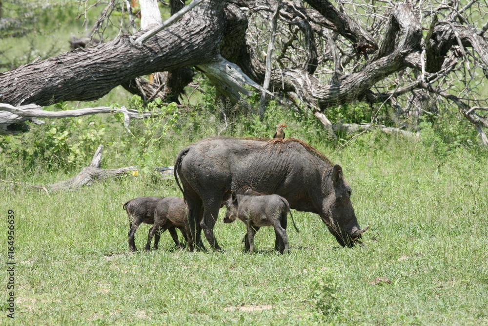 wild warthog pig dangerous mammal africa savannah Kenya wild warthog pig dangerous mammal africa savannah Kenya