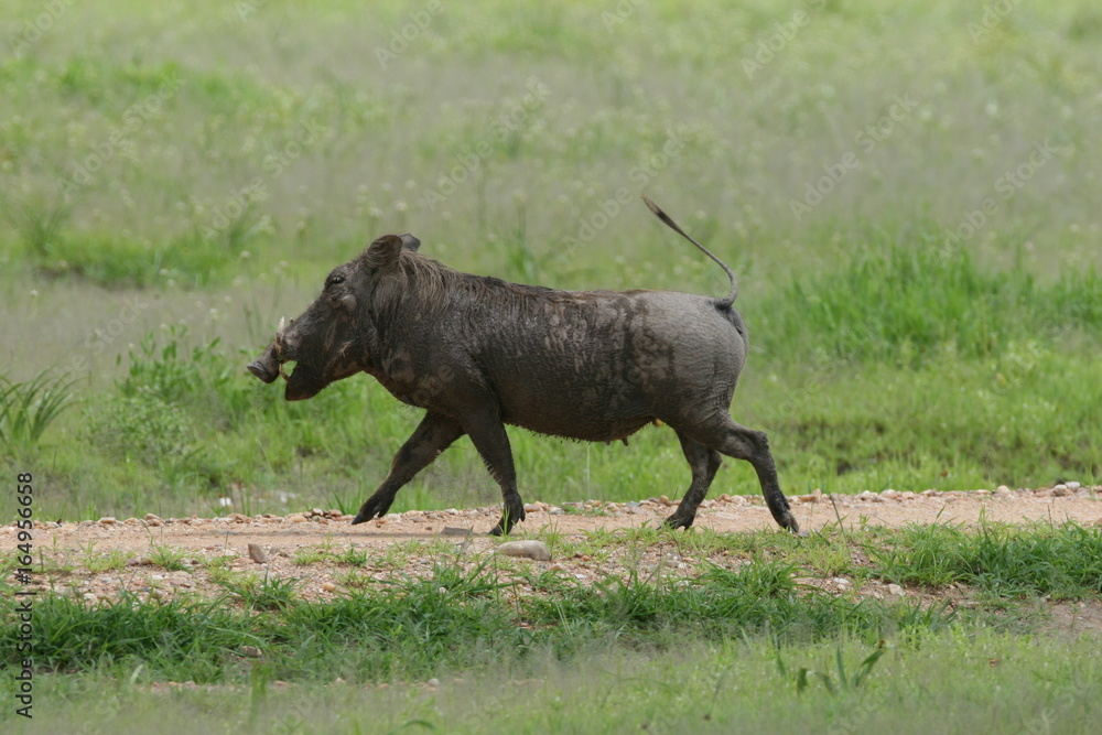 wild warthog pig dangerous mammal africa savannah Kenya wild warthog pig dangerous mammal africa savannah Kenya